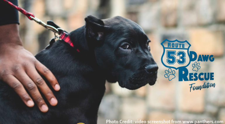 A black dog on a leash being petted with a logo in the background ROUTE 53 DAWG RESCUE Foundation Photo Credit: video screenshot from www.panthers.com